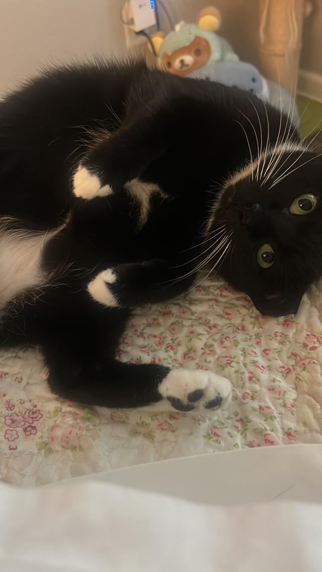 A tuxedo cat, being super adorable.